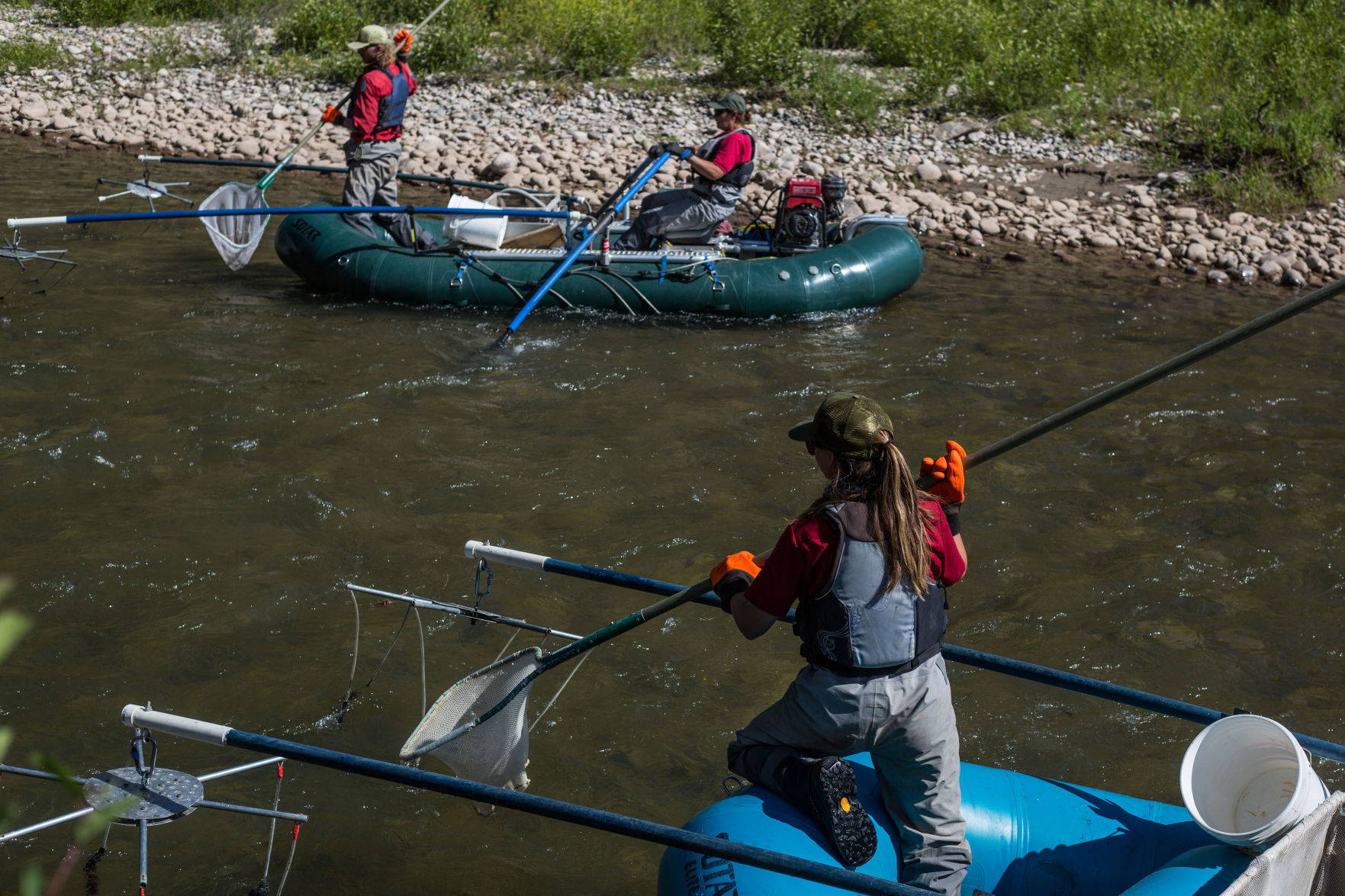 Whitefish population survey